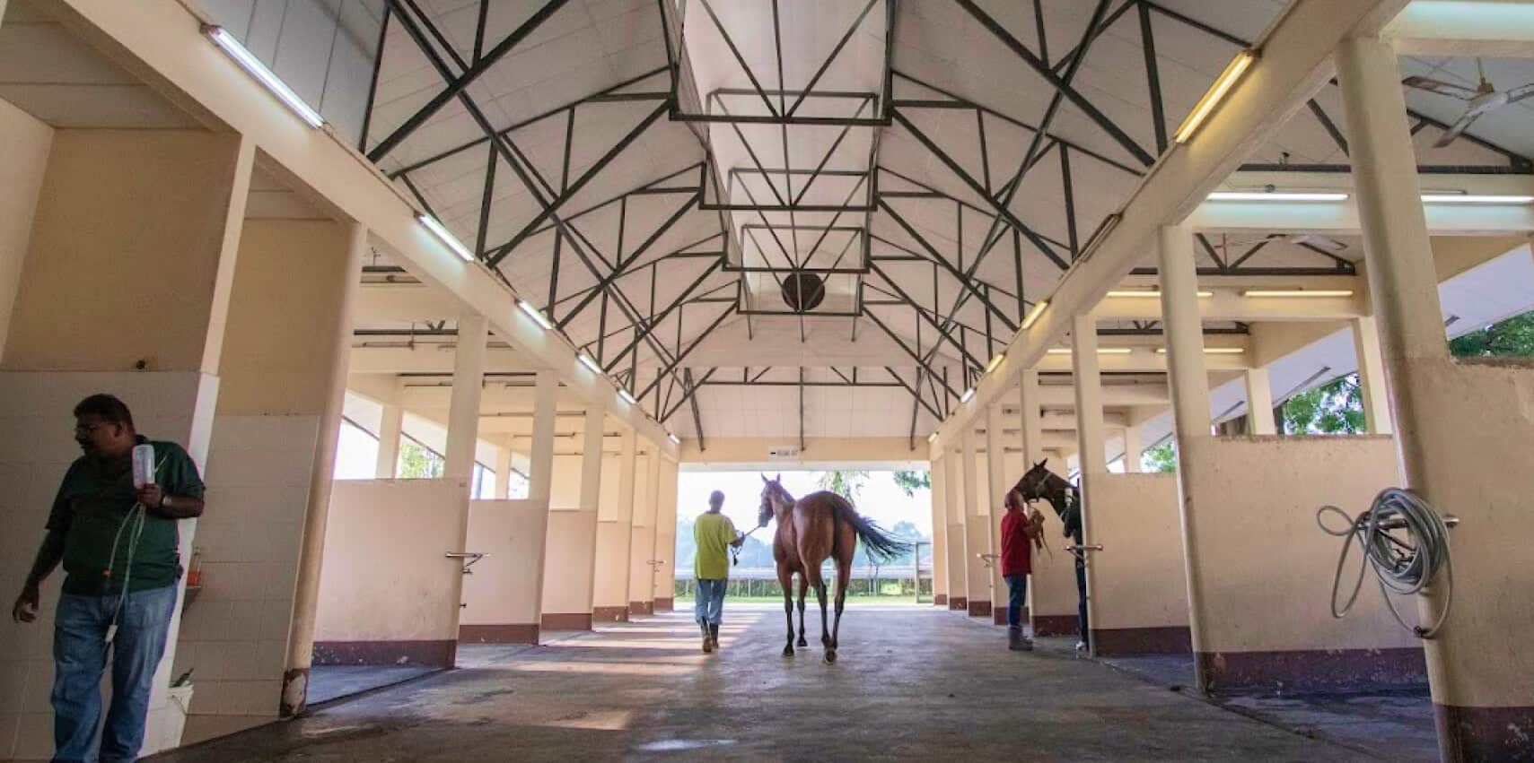 Our Business 12 equine medical services