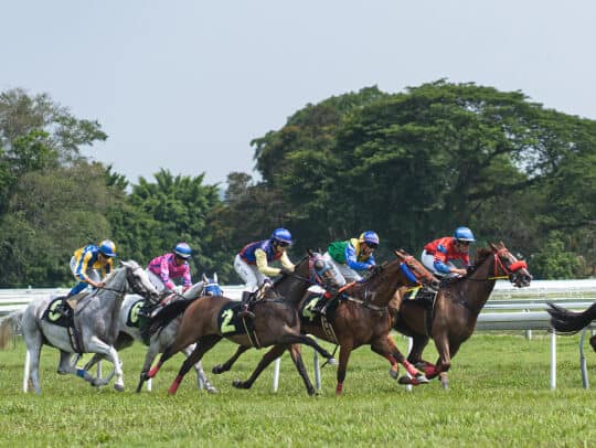 About Us 1 horse racing activities