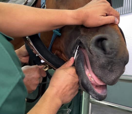 Facilities and Services 3 DENTAL WOLF TOOTH EXTRACTION